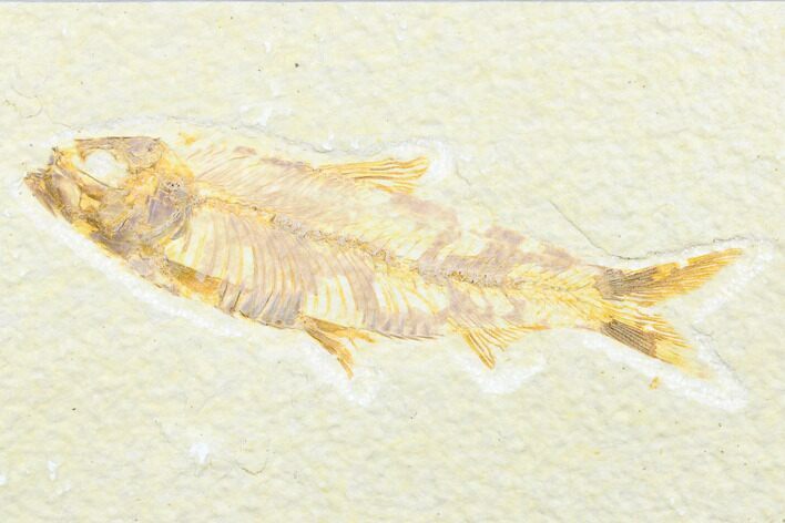 Detailed Fossil Fish (Knightia) - Wyoming #176328